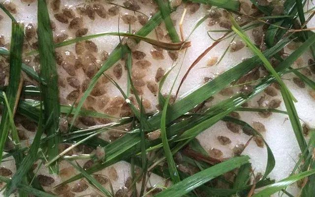 【广东湛江一地调为中风险区,湛江算中风险吗】