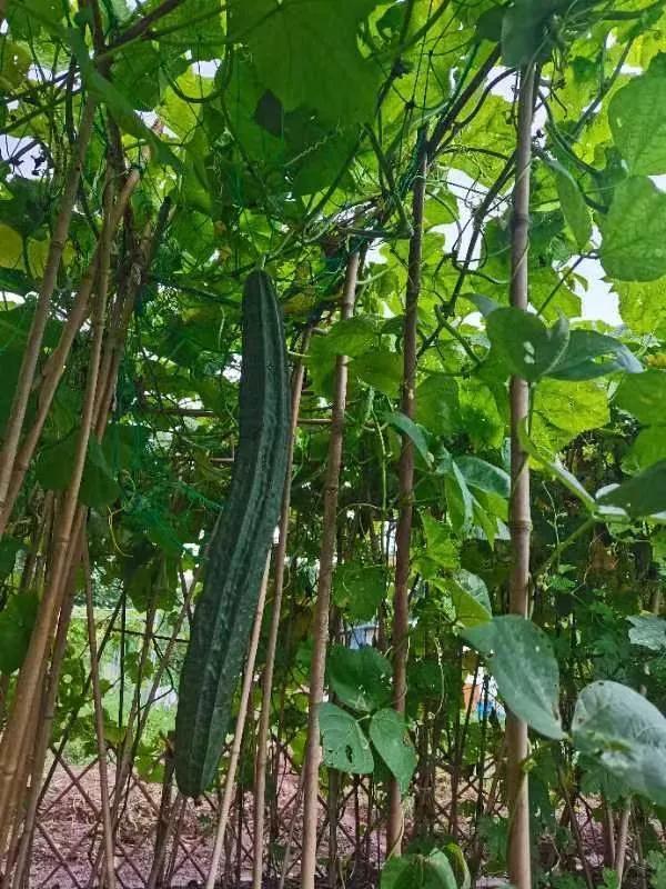 河南安阳疫情最新消息(河南安阳疫情最新消息今天封城了)