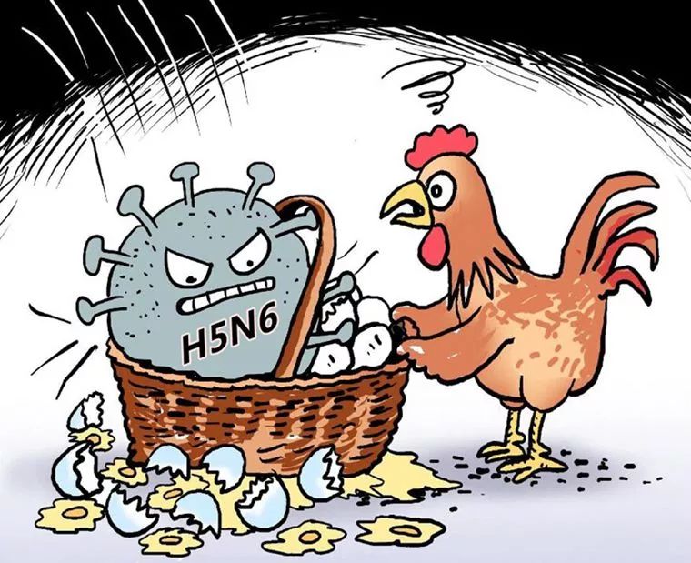 湖南确诊h5n6(湖南确诊仨登革热病毒携带者)