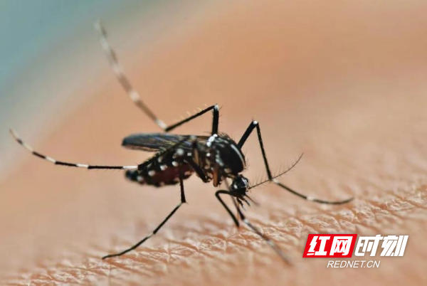 湖南确诊h5n6(湖南确诊仨登革热病毒携带者)