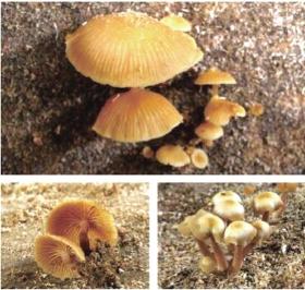 中高风险地区最新名单.中高风险地区最新名单有哪些？