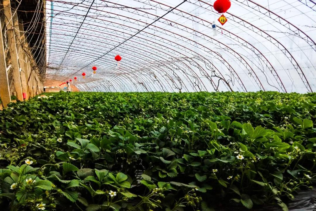 石家庄最新疫情/石家庄最新疫情视频报道