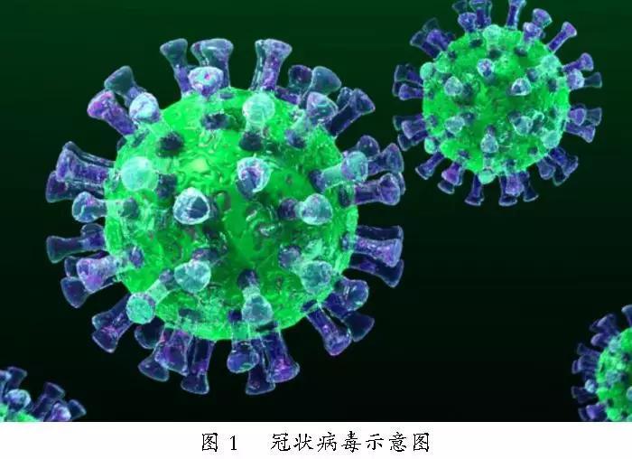 上海新型冠状病毒/上海新型冠状病毒现况