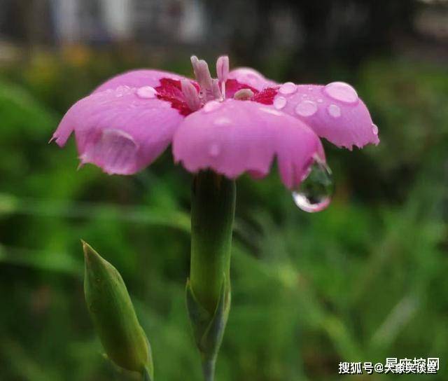 【河北疫情感染者突破600人,河北疫情突破200人】