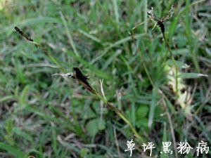 西安本轮疫情源头已锁定(西安疫情病原)