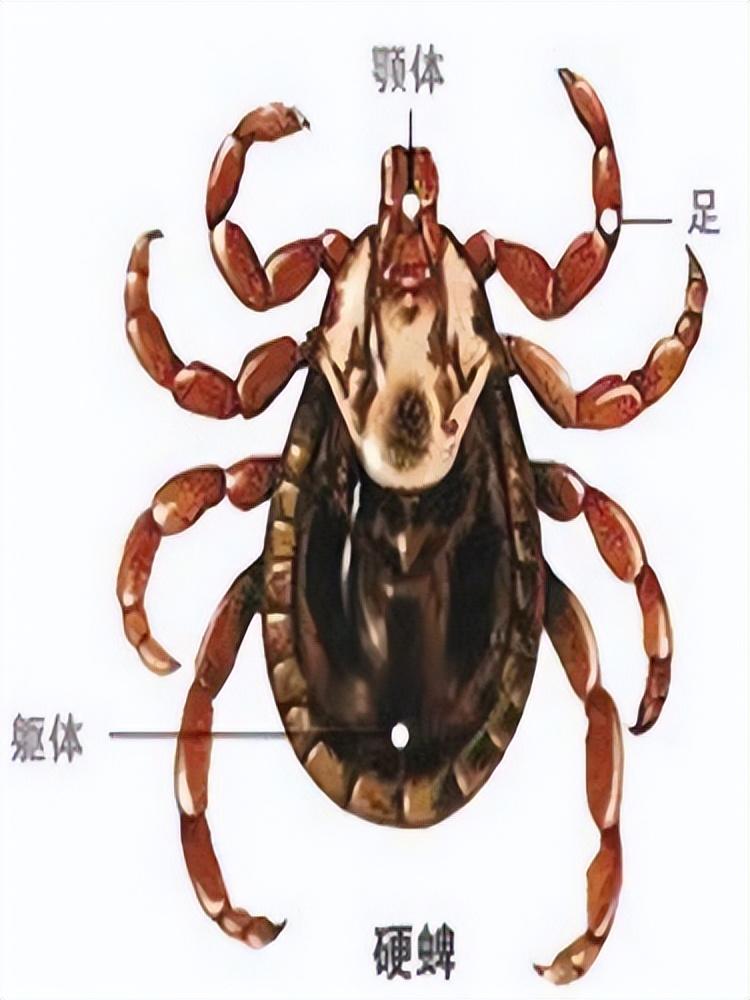 【安徽新增无症状感染者4例,安徽新增无症状感染者病例】