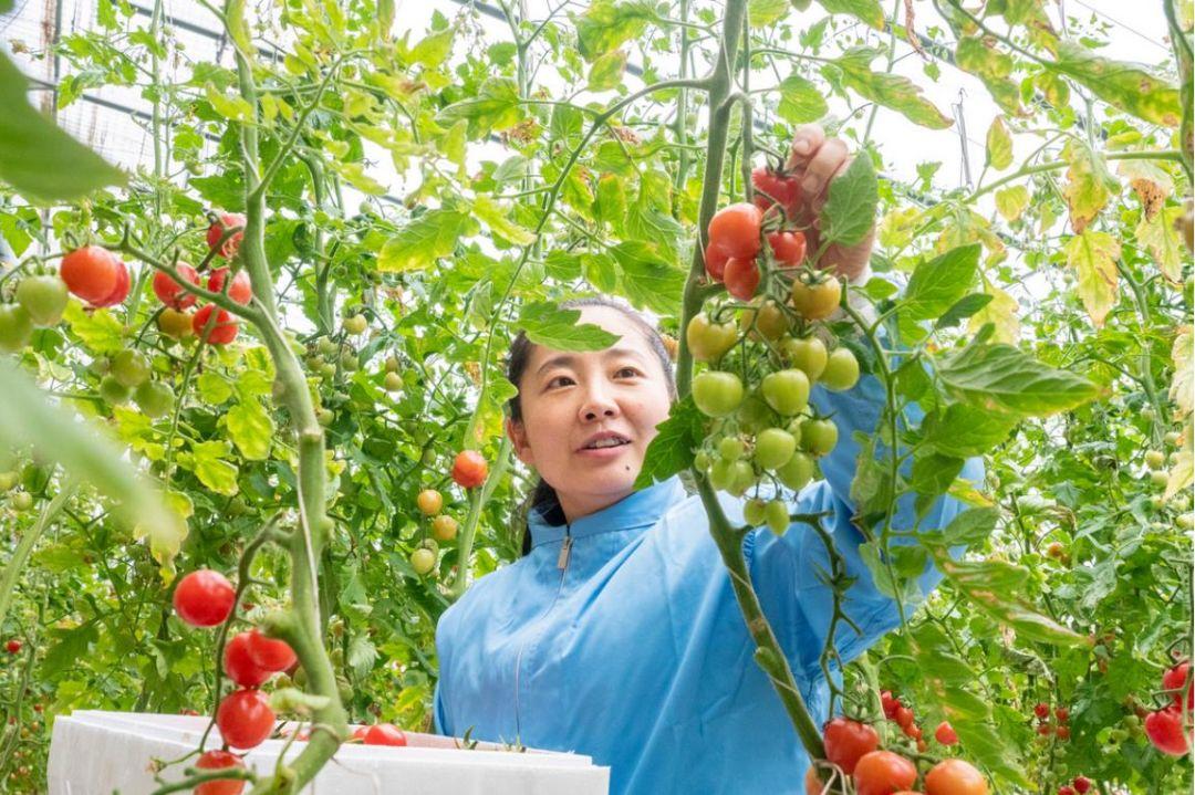 【河北石家庄疫情,河北石家庄疫情数据,2025年】